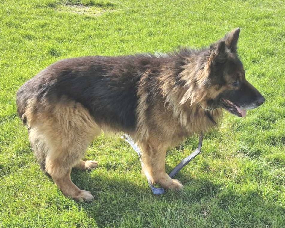 Znaleziono psa w Wieprzu