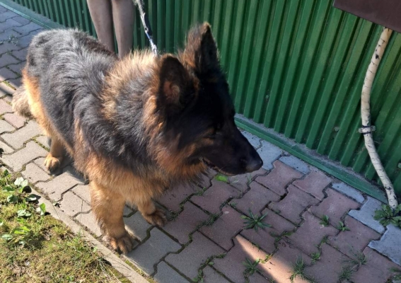Znaleziono psa Gierałtowice ul. Zatorska 117
